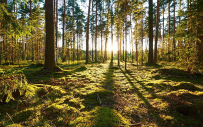 Infoveranstaltung des Lokalen Teams St. Nikolaus Rehlingen (ehemaliger Pfarrgemeinderat Rehlingen)